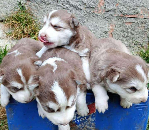 Cachorros Husky Siberiano Pelo Largo