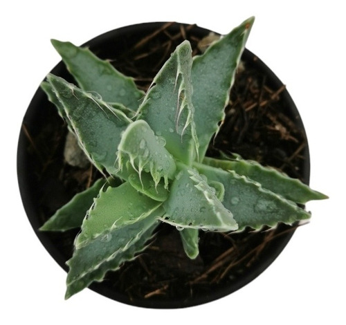Faucaria Tigrina Set 6 Pzas