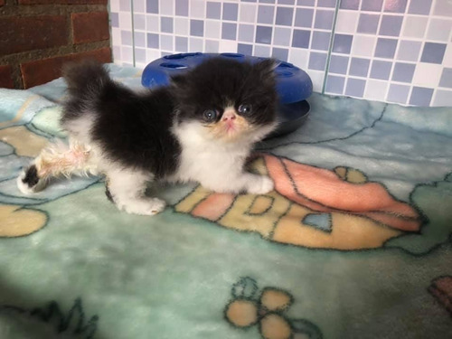 Gatos Persa Extremo Listos Para Entrega
