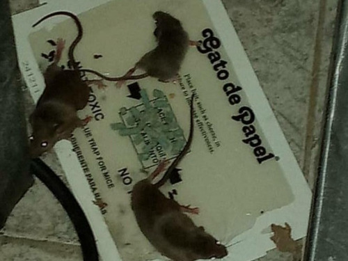 Trampa De Pega Para Ratones Pequeños Pack De 6 Unidades
