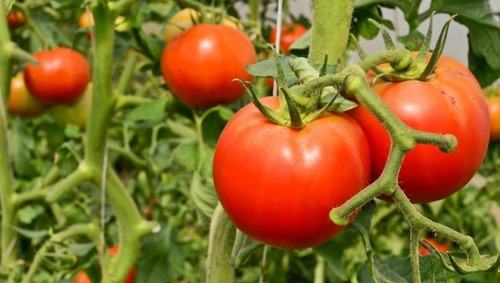 80 Semillas  Elegidas Del Clásico Tomate Platense 