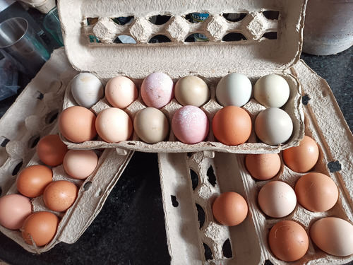Huevos Organicos Criollos Para Consumo