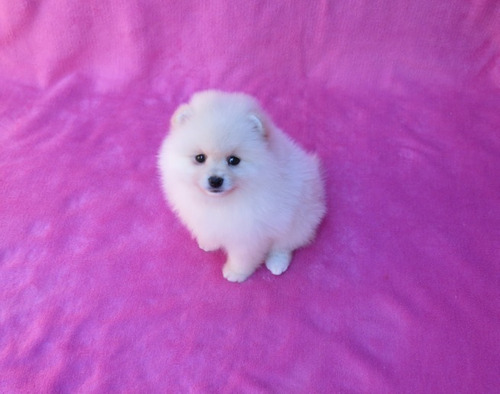 Filhote Spitz Alemão Anão Femea Lulu Da Pomerania Spitiz