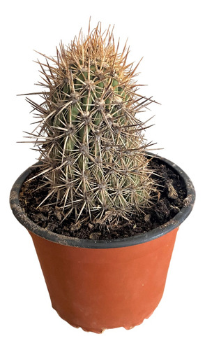 Cactus Planta