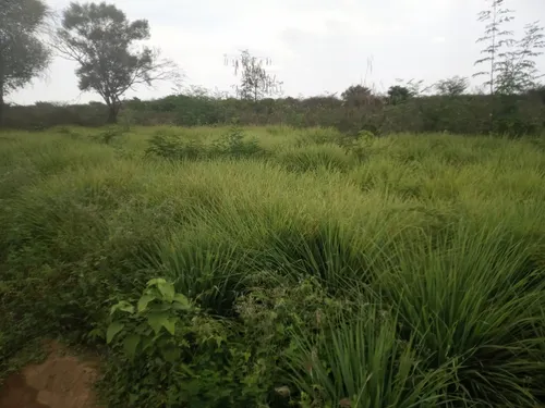 Malojillo Orgánico