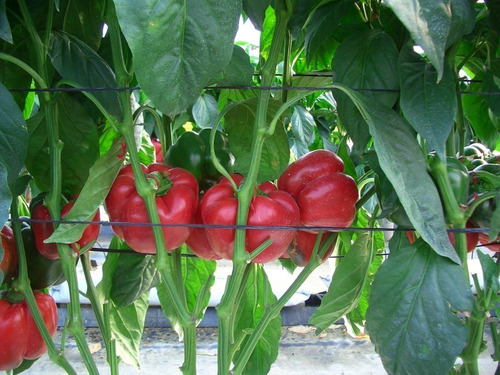 Imagen 2 de 4 de Semillas Pimiento Dulce X Sobre Huerta En Casa