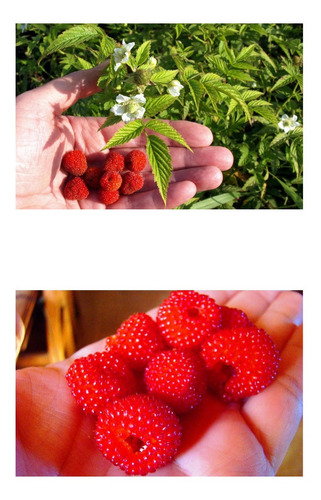 50 Sementes De Amora Vermelha Brasileira Rubus Rosifolius