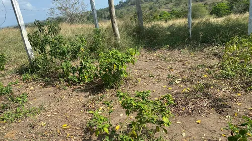 Finca En Venta En Salitral