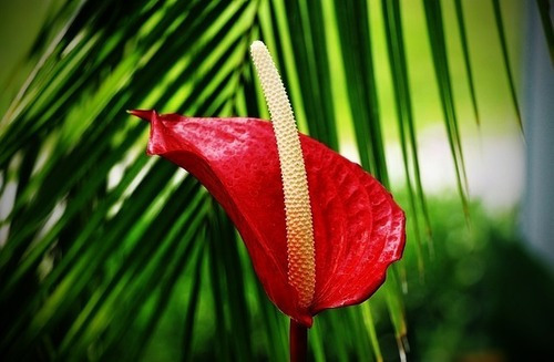 Lirio Da Paz Vermelho | MercadoLivre 📦