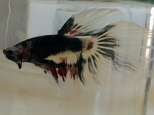 Imagen 6 de 10 de Peces Bettas Solo Parejas