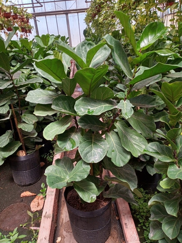 Ficus Pandurata - Hermoso - Entrega Gratis Caba Y Gba
