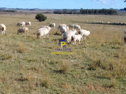 70 Hectáreas En Lavalleja