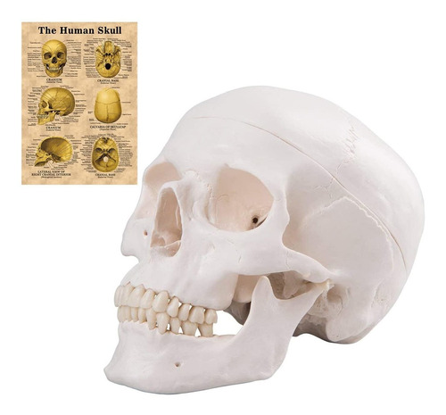 Modelo Anatomico Calavera Humana Tamaño Adulto 3 Parte Movil