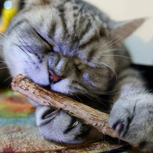 X20 Palitos Hierba Gatera Yerba Gatera Juguete Para Gatos