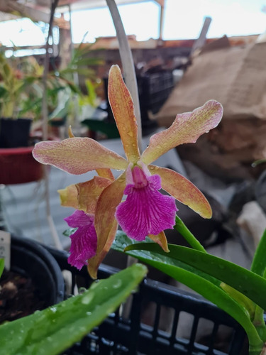 Orquídea Cattleya Bella 