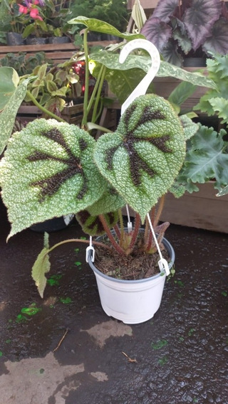 Plantas De Begonias Rex | MercadoLibre ?
