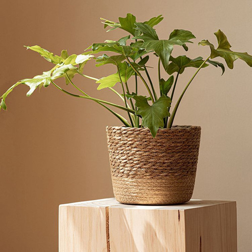 Maceta Z9straw Weaving Para Plantas, Cesto De Mimbre, Flor D