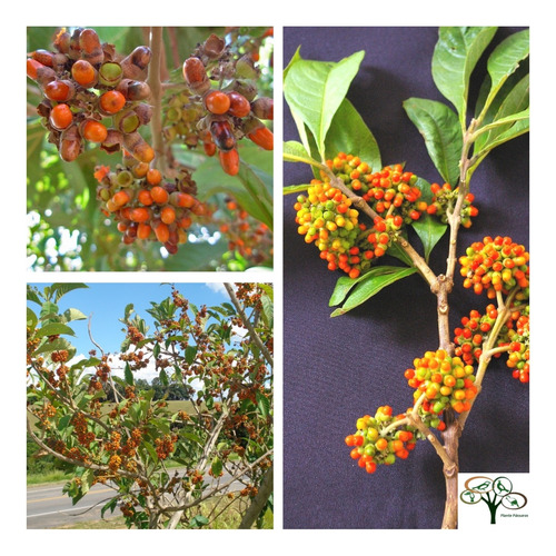 50 Sementes Fruta De Papagaio, Tamanqueiro - Frutífera Árvore Nativa