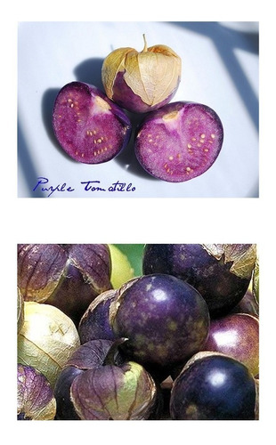 Sementes De Tomatillo Roxo Physalis Ixocarpa Purple De Milpa