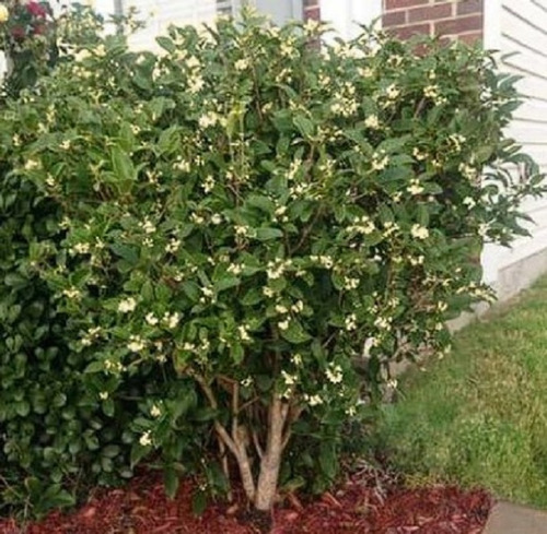 Oleo Fragans Muy Perfumado. Decojardin