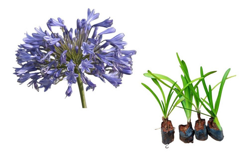 Agapanto (agapanthus Africanus) - Kit 4 Mudas