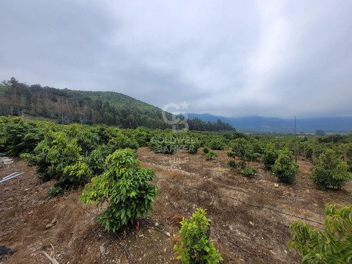 Parcela La Cruz Inversión Paltos En Proceso Productivo