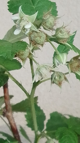 Planta Frambuesa Autumn (2años) Da Frutos (proced.el Bolson)