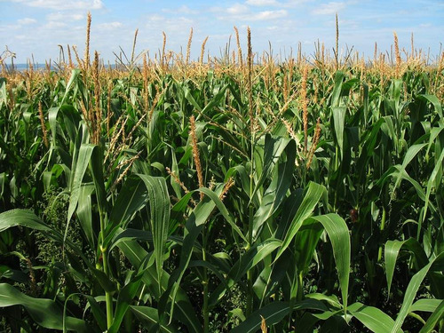 Imagen 3 de 3 de Venta Campos Agrícolas En La Zona De Reducción