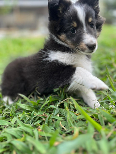 Cachorros Pastor Shetland Bogotá Animal Pets Colombia 