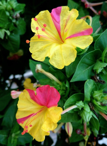 Semillas De Maravilla Del Perú, Flor/ (30 Sem.) Hortyjardín