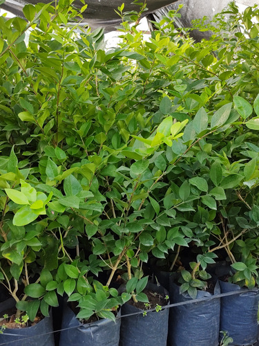 Olea Amarilla 120cm - Arbusto Ideal Para Cercos Vivos