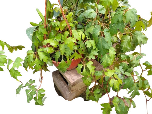 Cissus - Ciso - Plantas De Interior Colgante Bol 18