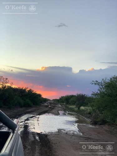 Campo De Cría/recría 74.000 Has. Para 8800 Madres, Armado En Mendoza