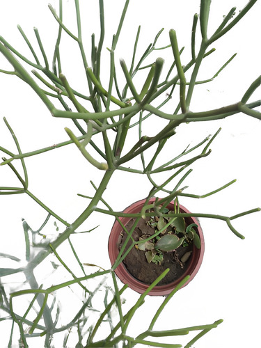 Euphorbia Tirucalli 5 Plantas $19000 Y C/u $5000