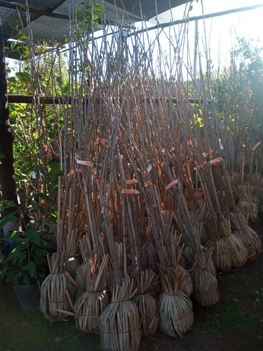 Imagen 3 de 9 de Almendro-arbol Grande 6 A. Excelente E.gratis.caba/gba