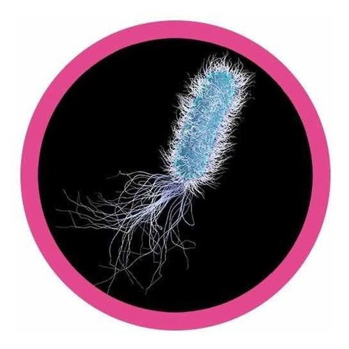 Peluche Pseudomonas Aeruginosa Giant Microbes