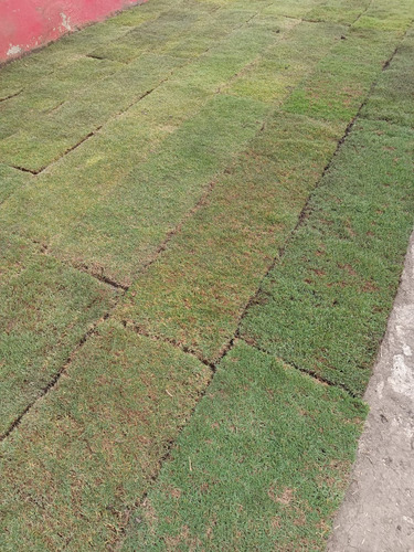 Pasto En Rollo Natural Paspalum 74x45cm Colocación Solo Cdmx