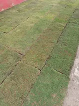 Comprar Pasto En Rollo Natural Paspalum 74x45cm Colocación Solo Cdmx