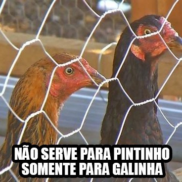 Tela Galinheiro Galvanizada 1,50 X 50mt - Casa Chiariello