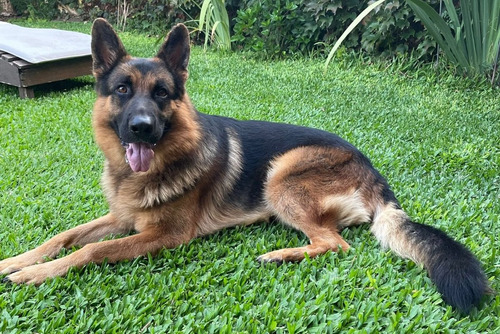 Servicio Ovejero Aleman - Busco Novia - Busco Hembra - Monta