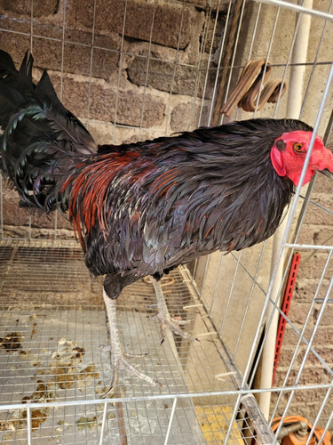 Gallos Muy Finos