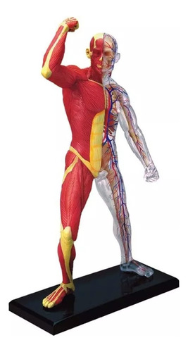 Modelo Do Corpo Humano - Esqueleto E Músculos - 4d Master