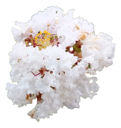 Crespon Blanco / Lagerstroemia Indica /  Arbol De Jupiter