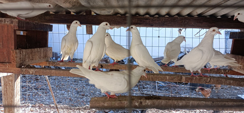Palomas Blancas, Gallinas Y Gallos De Campo/excelente Estado