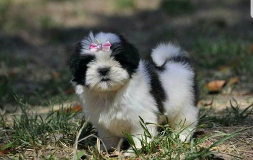 Filhotes De Shih Tzu