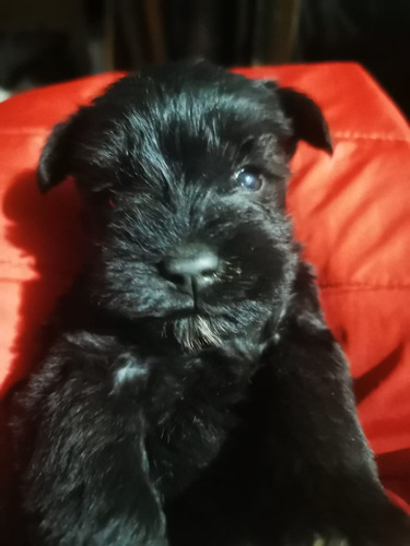 Schnauzer Miniatura Negros Con Pedigree Internacional 