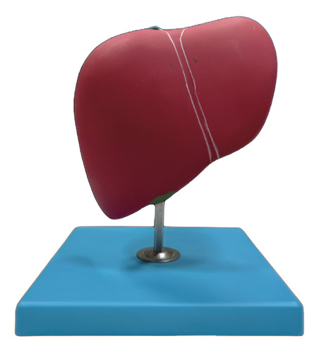 Modelo De Fígado Básico