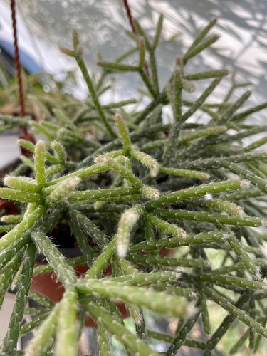 Imagen 3 de 5 de Rhipsalis Pilocarpa - Planta Exótica