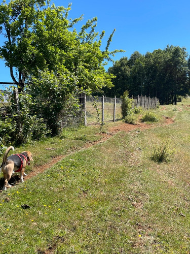 Campo