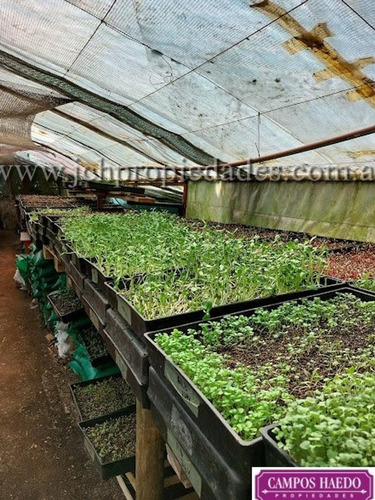 Imagen 6 de 12 de Fondo De Comercio Brotes Y Micro Vegetales Gastronómicos